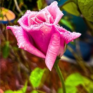 Meet your Posher, Brandi